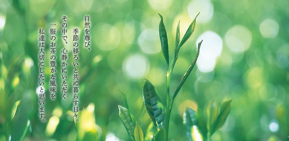 2019年新茶季节 5月中旬起 春天新茶登场
